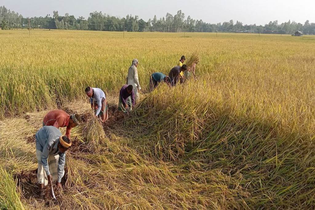Paddy harvesting is in full swing in the district